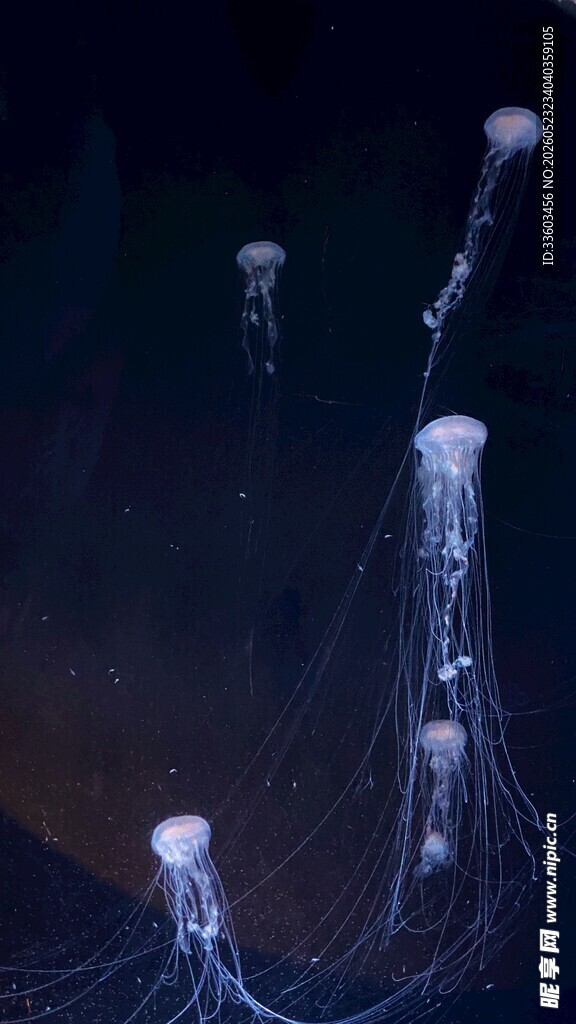 水母星球 深海发光生物全景揭秘 海洋深处奇幻世界