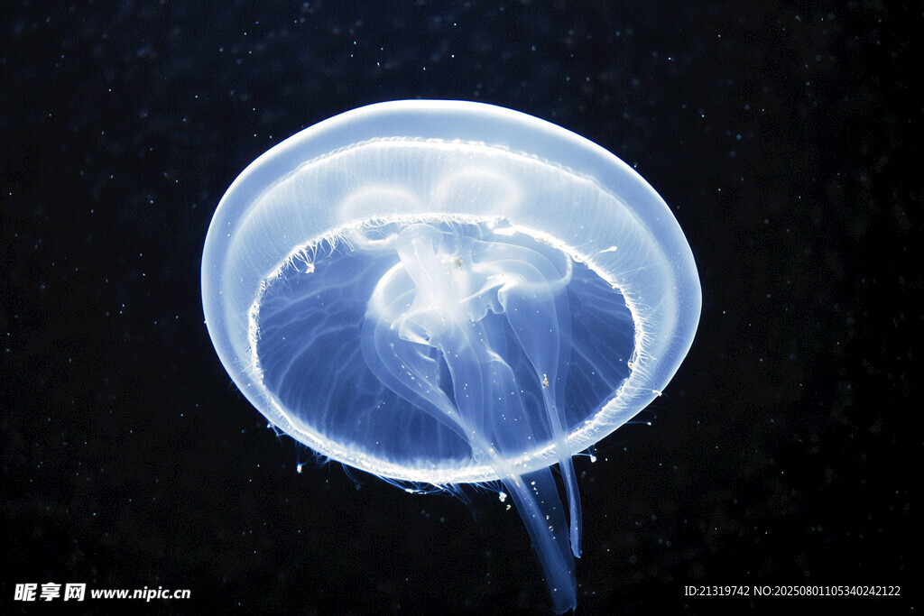 水母星球 深海发光水母聚集奇观 真实拍摄画面