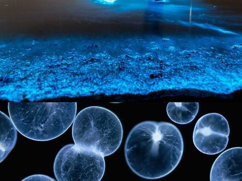 水母星球 蓝眼泪发光浮游生物 海边奇观