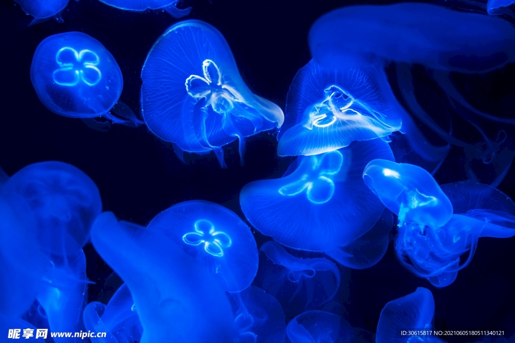 水母星球 发光水母生物发光原理 深海蓝光