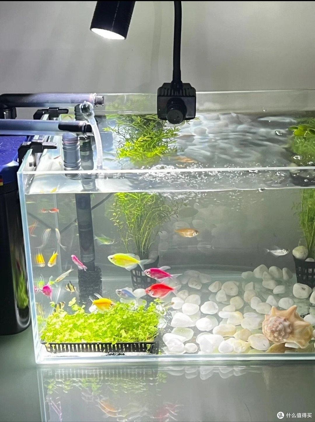 梦幻水族箱(Fishdom)新手选鱼养鱼避坑指南