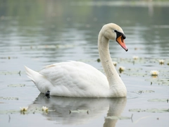 Swan Audioרҵ��Ƶ�豸������ѡ��ָ��