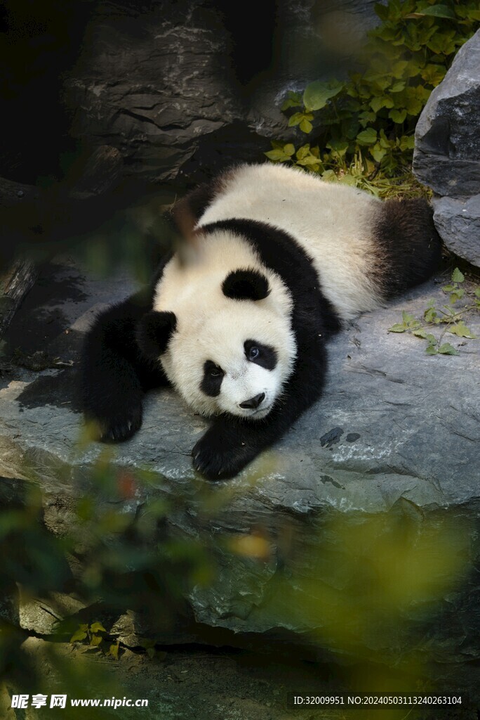 熊猫睡眠环境调整实拍图