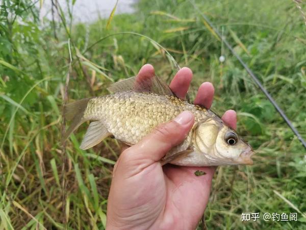 鱼口大师野钓鲫鱼提竿手法演示