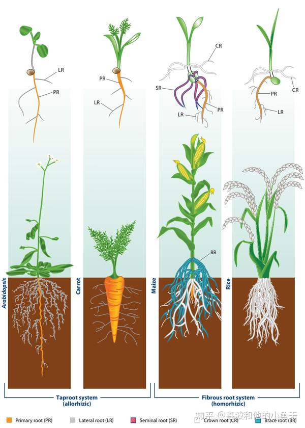 植物的星球 植物交流 根系发声配图