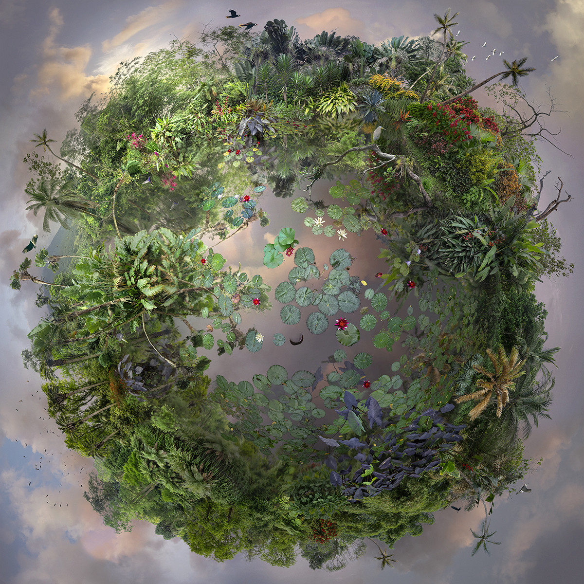 植物的星球 科普配图 植物世界冷知识总览