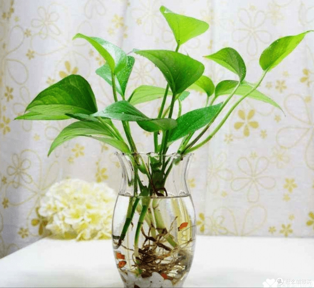植物君 新手养花绿植养护技巧 绿萝吊兰多肉浇水光照施肥全攻略