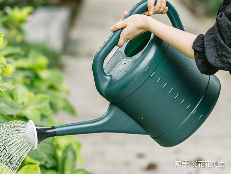 植物君 养花浇水正确方法 手指插土判断干湿 托盘积水处理