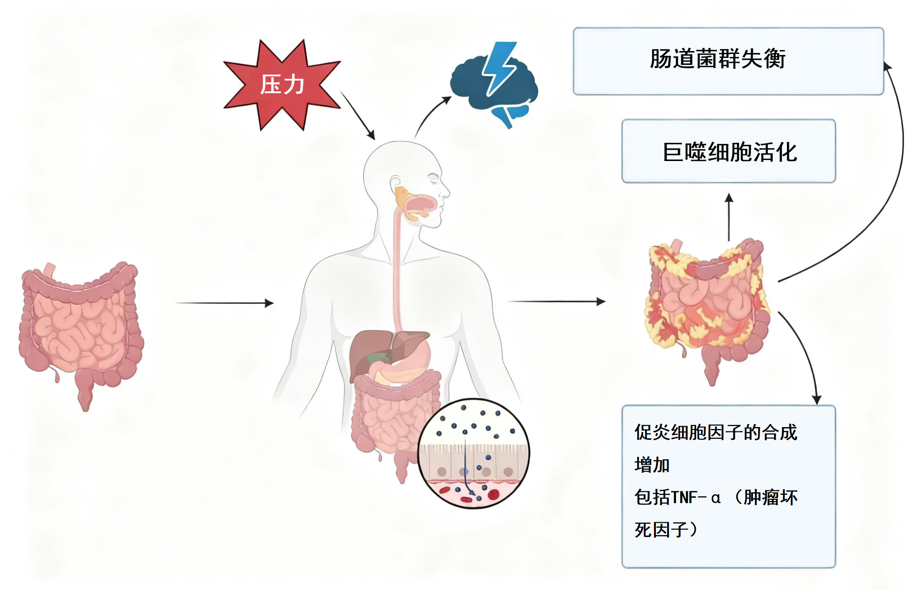 小立健康调节情绪肠道免疫力