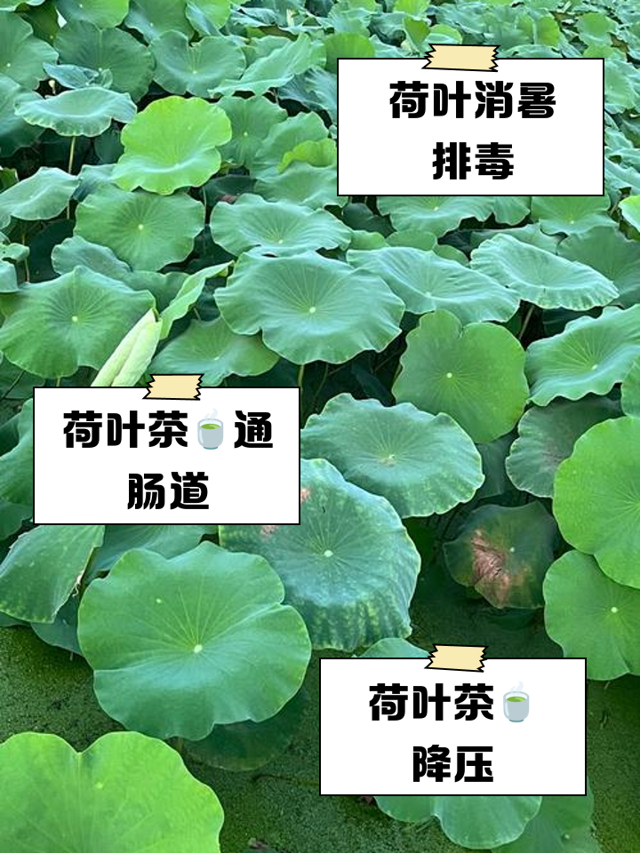 荷叶健康泡水喝调理身体配图