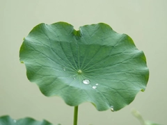 ��Ҷ��������С֪ʶ�������ɵ�������