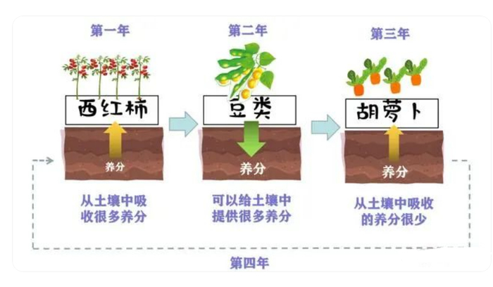 花城农夫 阳台轮作 高产蔬菜 配图
