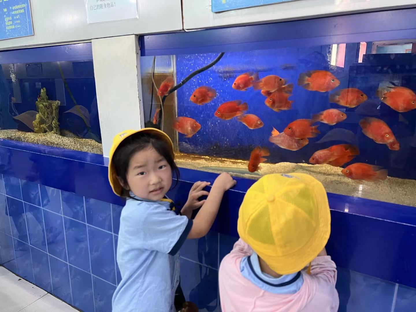 观鱼幼师分享幼儿园小鱼观察课教学技巧与课堂实拍