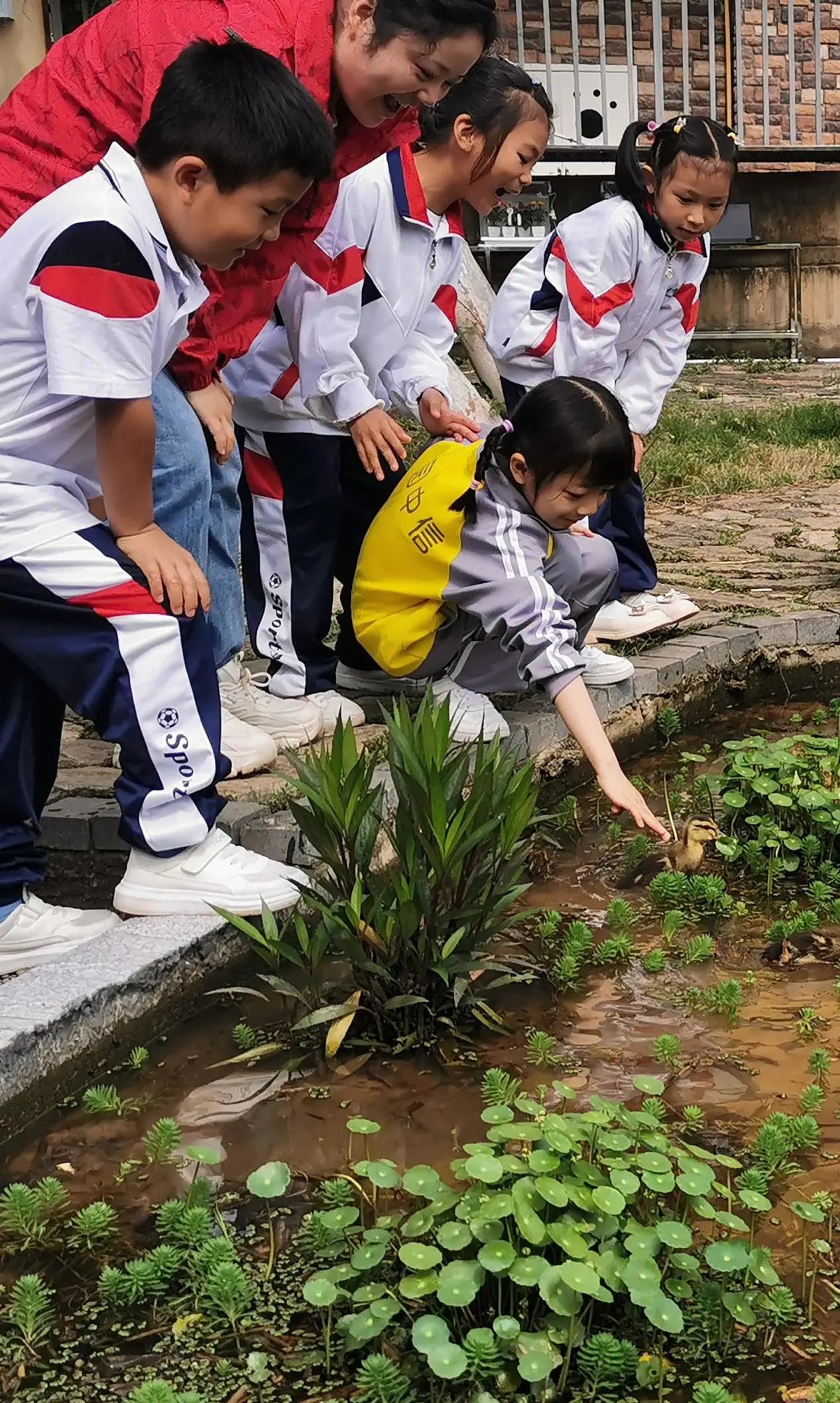 观鱼幼师指导小朋友观察小鱼课堂互动场景