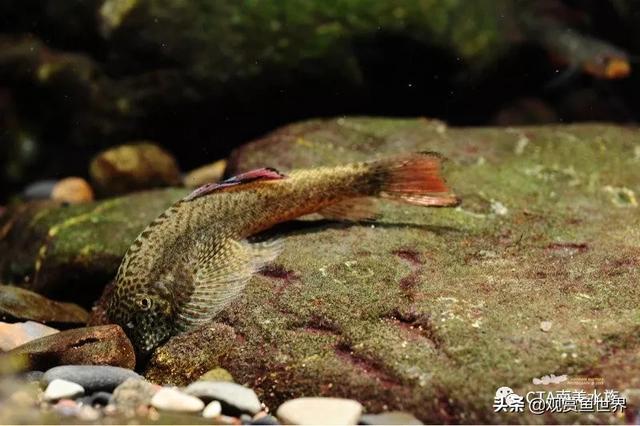 吸鱼记溪流翻石头抓虾虎吸鳅技巧图