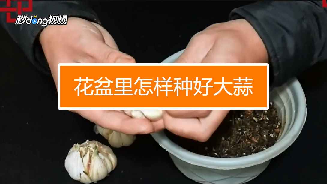 蒜通达使用方法步骤操作演示