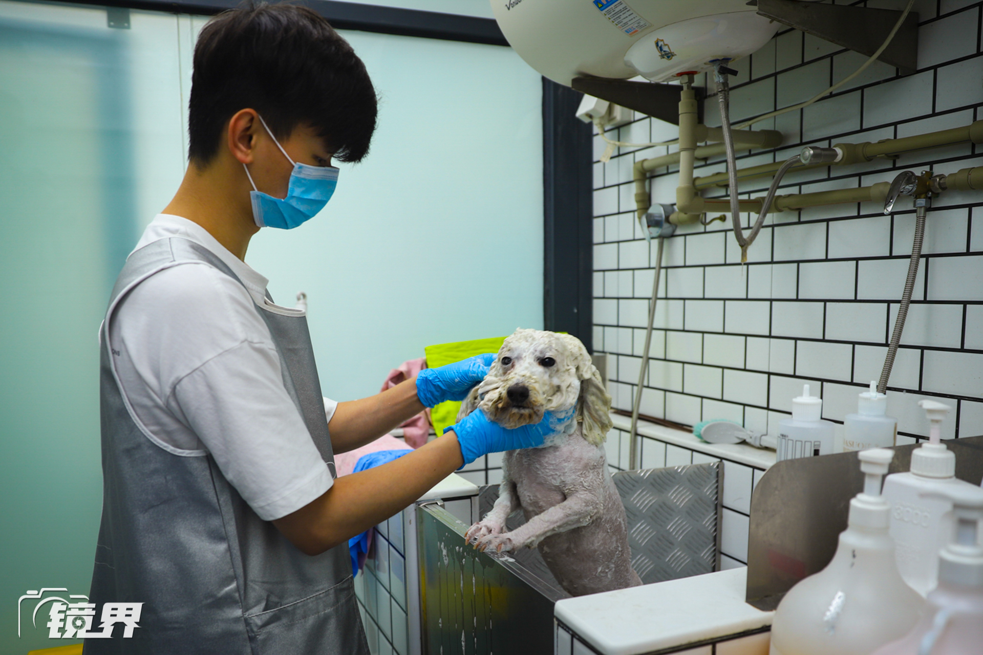 快乐宠物水疗中心(Happy Pet Spa) 技师手法与水质消毒实拍配图