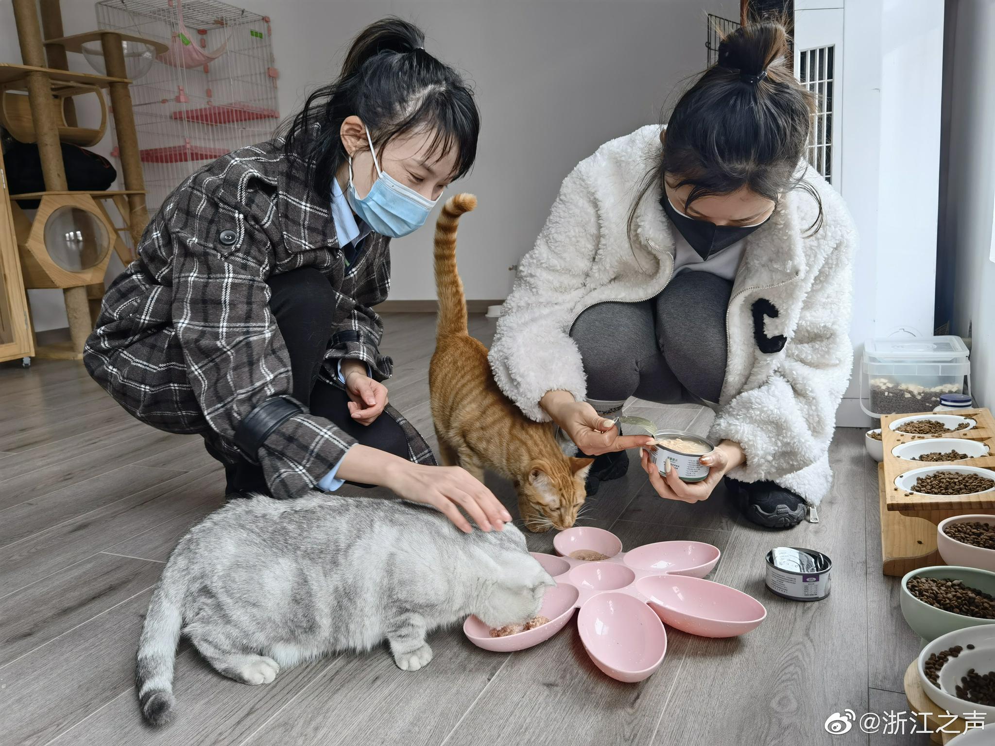 乐宠相伴专业宠物陪伴服务上门喂养真实体验场景
