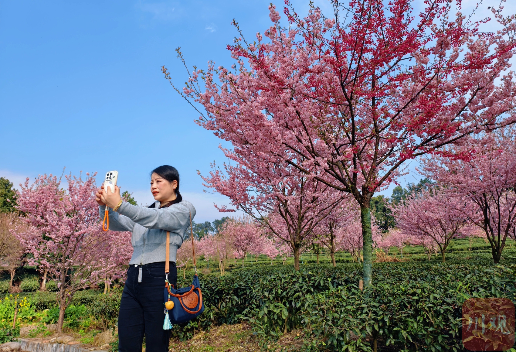 花游旅行山谷野樱花海拍照打卡实景图