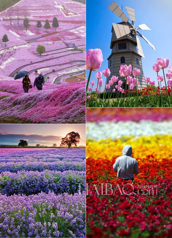 花游旅行小众赏花路线实拍花海风景图