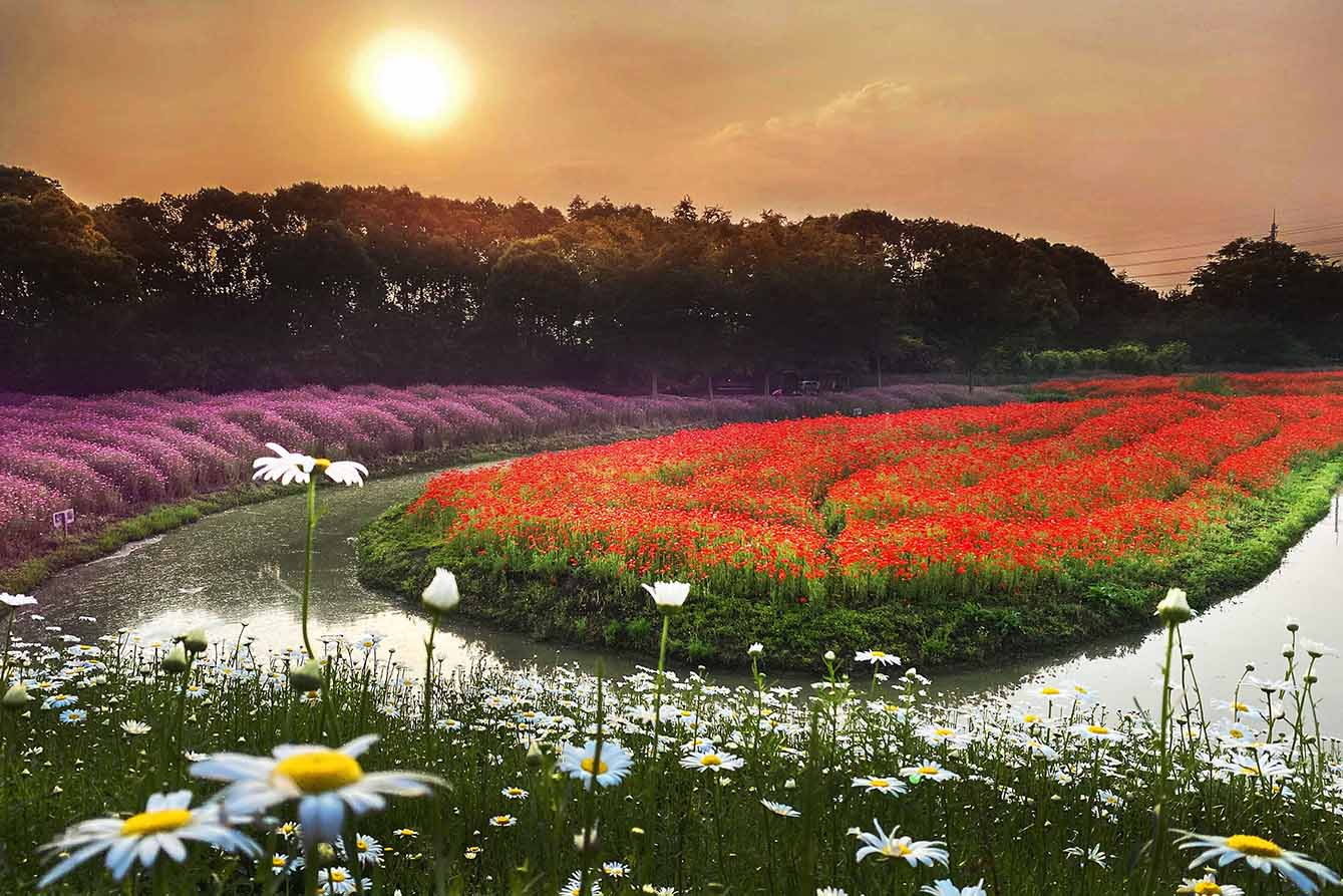 花游旅行湖边花田虞美人拍照打卡风景图