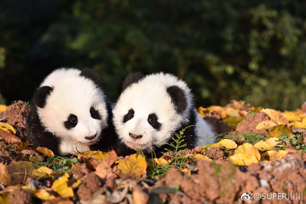 熊猫速汇PandaRemit汇款延迟原因及风控审核处理办法