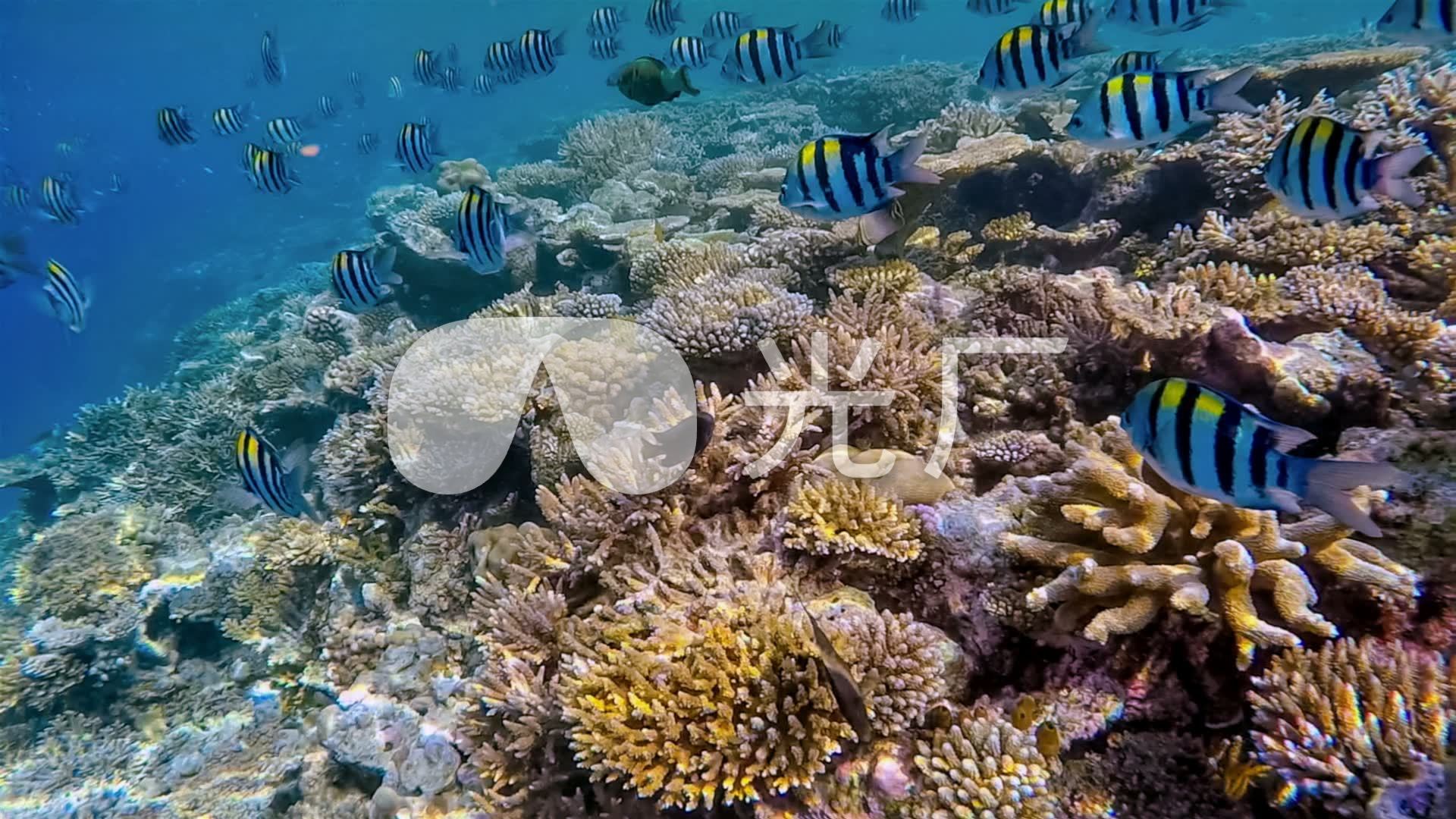 生命海洋 珊瑚礁鱼群浮潜实景