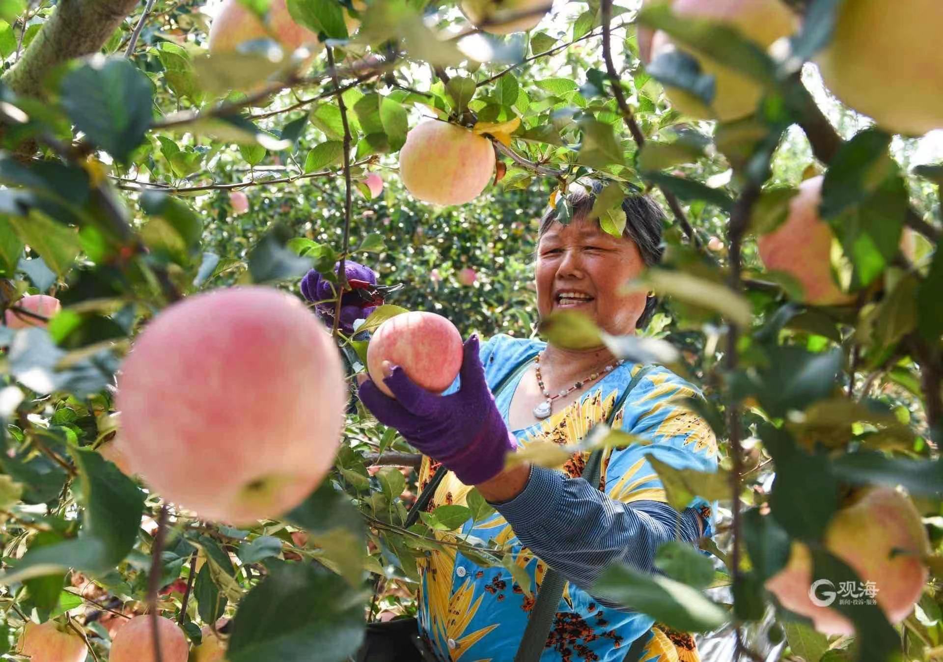桐果 采摘 果实特写