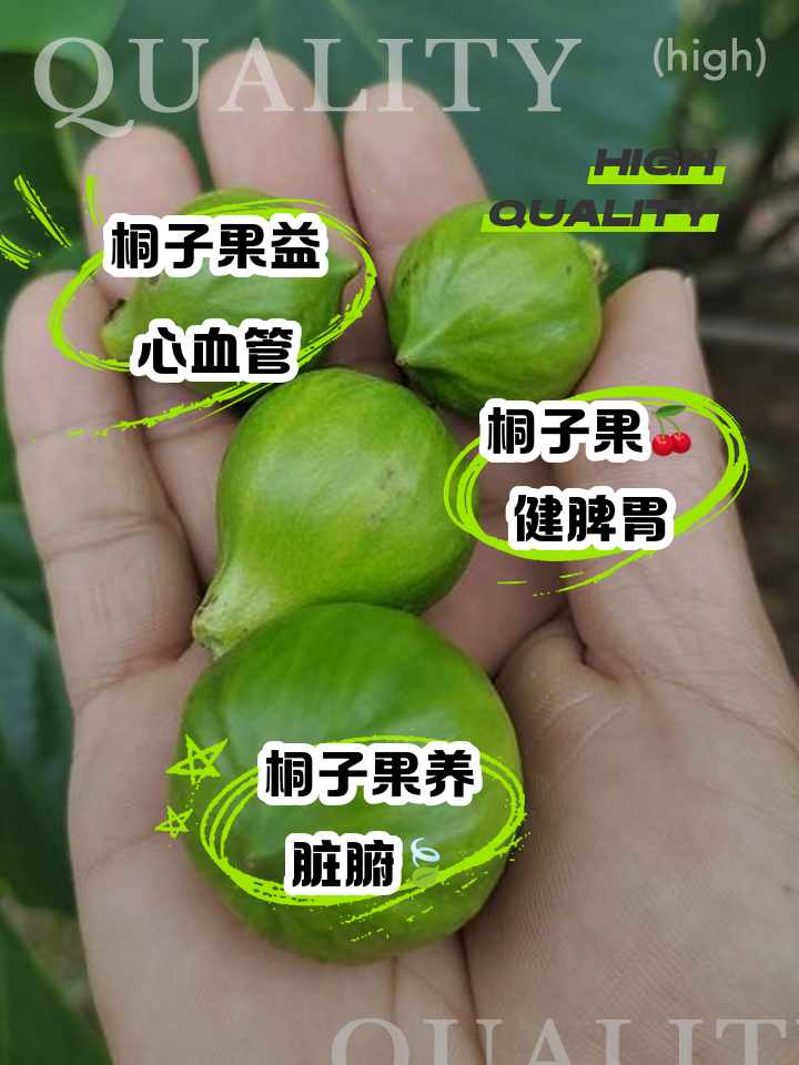桐果 功效与食用方法 果实实物图