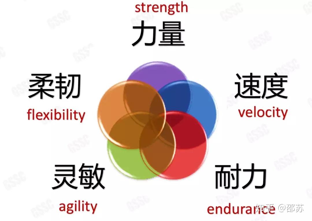 FitPro 训练计划选择与体能评估