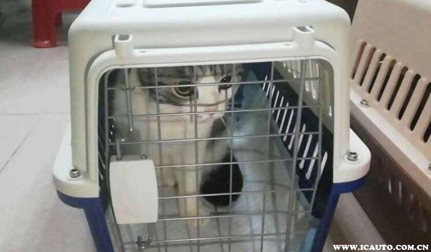 添猫车主权益使用常见问题与避坑细节