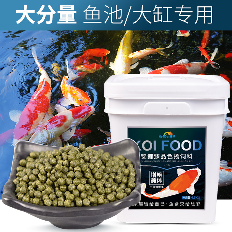 彩鱼喂食发色饲料的特写图