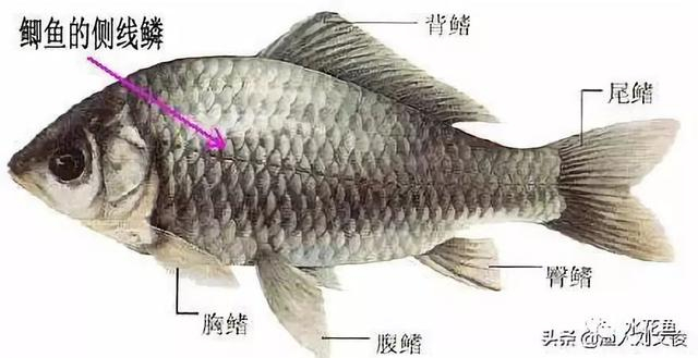 钓鱼图鉴 鲤鱼鲫鱼草鱼辨认要点 侧线嘴型配图
