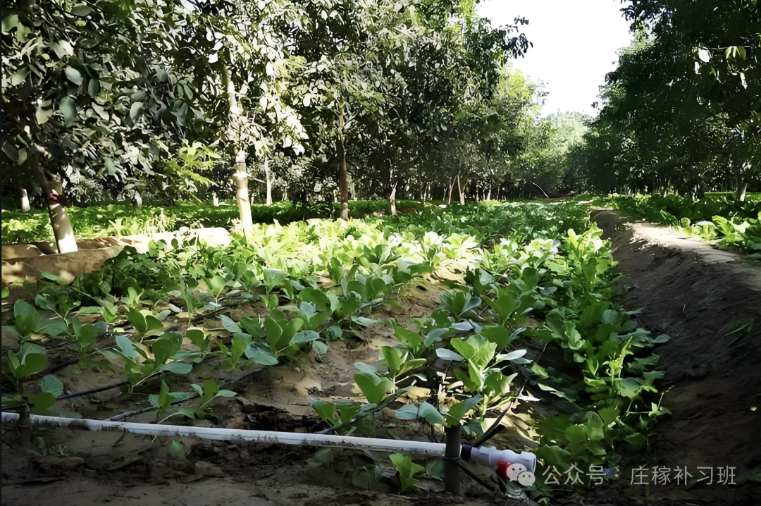 久实林下生态种植模式实拍图 林下经济作物长势 乡村振兴场景