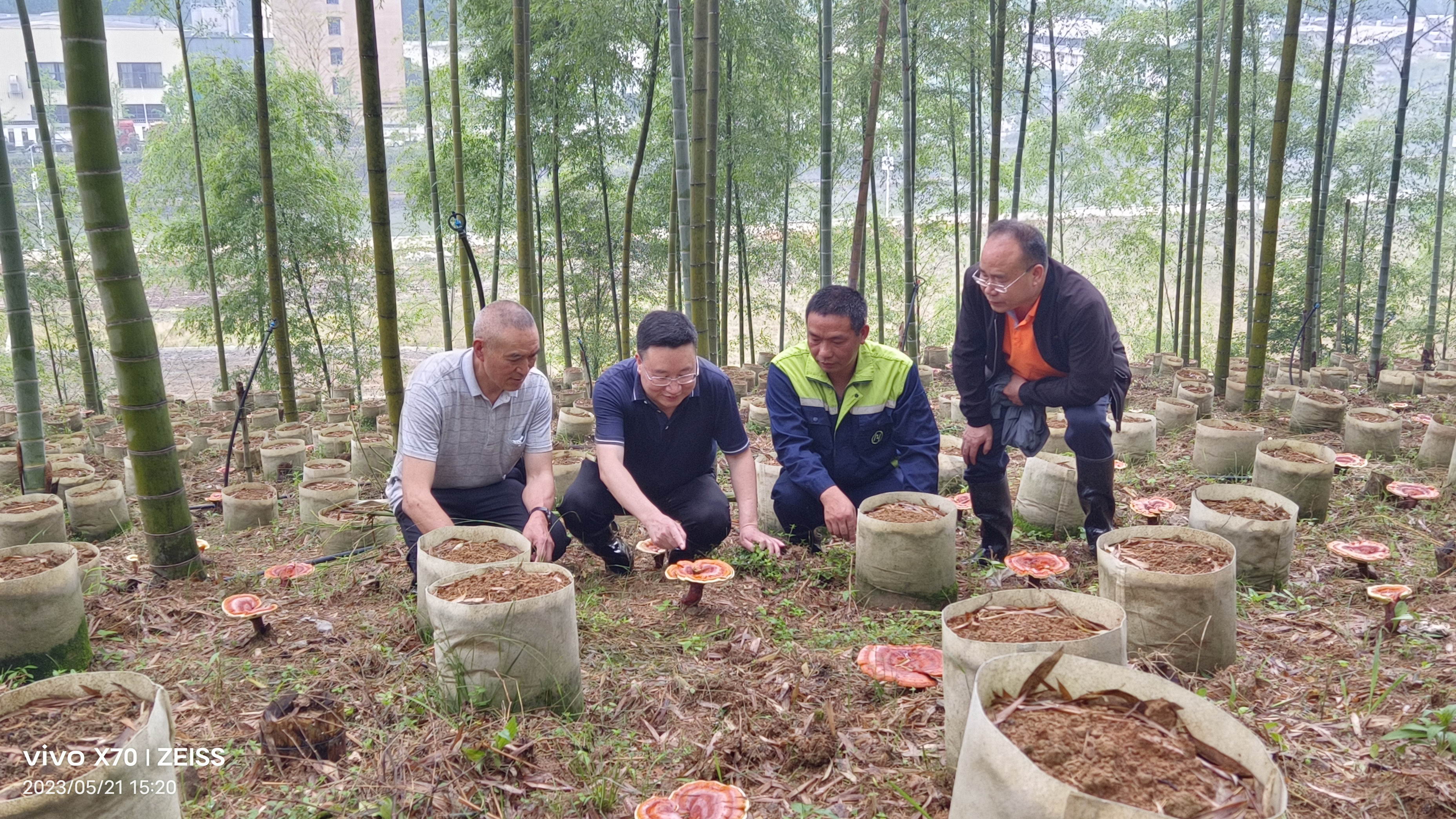 久实林下生态种植日常管理 林下滴灌与病虫害巡查 农户劳作场景
