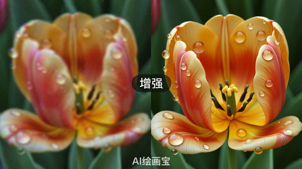 对比展示一张经过“AI绘画宝”优化放大前后的花朵图片。主体是左侧模糊、有噪点的郁金香照片,右侧是清晰、细节丰富的优化后图片。布局为左右拼接对比,中间有“增强”字样。风格为写实摄影。细节上,右边的图片能清晰看到花瓣上的水珠和纹理,色彩更加鲜艳。图片下方有“AI绘画宝”的水印。画质细腻干净