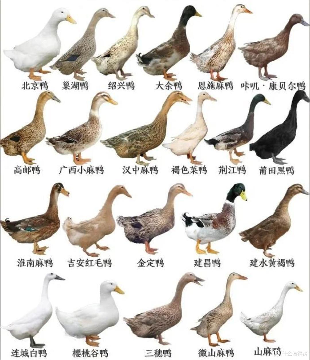 天才鸭品种外形特征