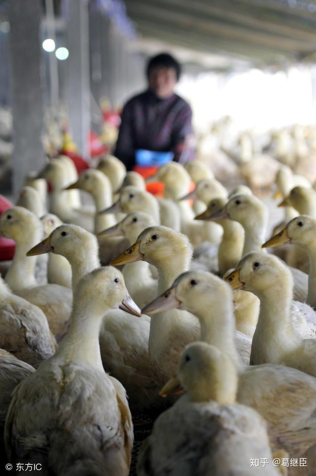 天才鸭 育雏温度 饲养密度 管理要点