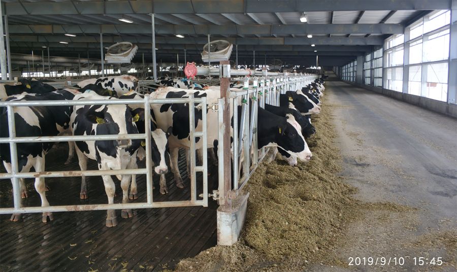 美国农业2 Farming USA 2 养牛场 奶牛喂养 饲料加工