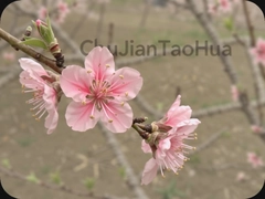 �����һ�ChuJianTaoHuaΨ���ŷ��⾳ͷ���ֽ��ѡ