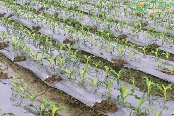 ����ũҵ2Farming USA 2 ������ֲʩ�ʼ��ɹ���