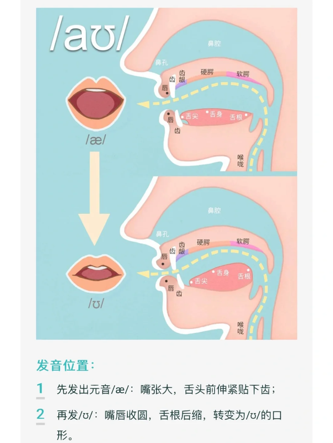学英语-动画学音标 口型对比 发音技巧 动画演示