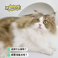 FireCat 品种科普 新手养猫 避坑指南 配图