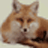XML Fox1.0.0.0 רҵXML�༭����