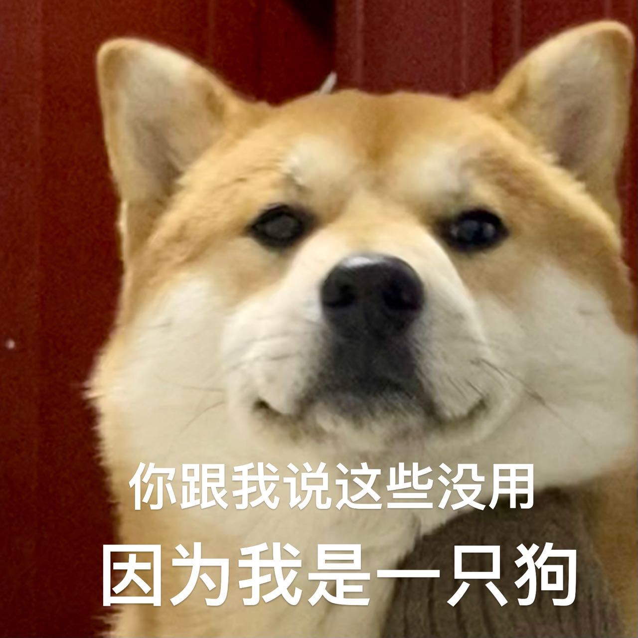 Memebuy表情包平台收藏斗图 使用体验总结