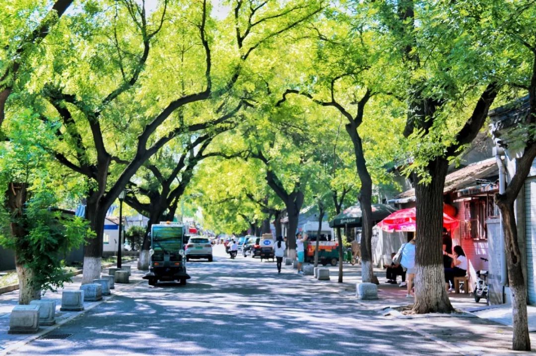 北京胡同老槐树街巷光影斑驳