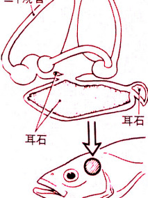 鱼耳 听觉平衡 作用图解