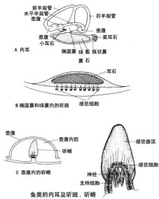 鱼耳 内耳 结构示意图