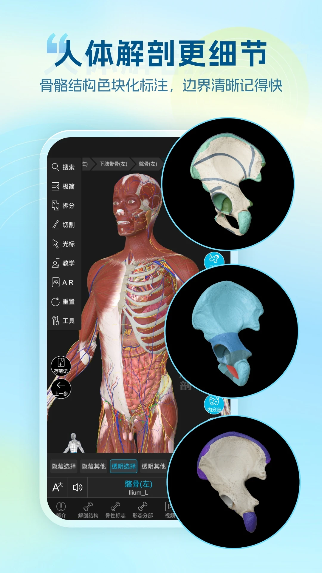 ά����3D����Vesal7.1.1 ��ά�������ѧϰ