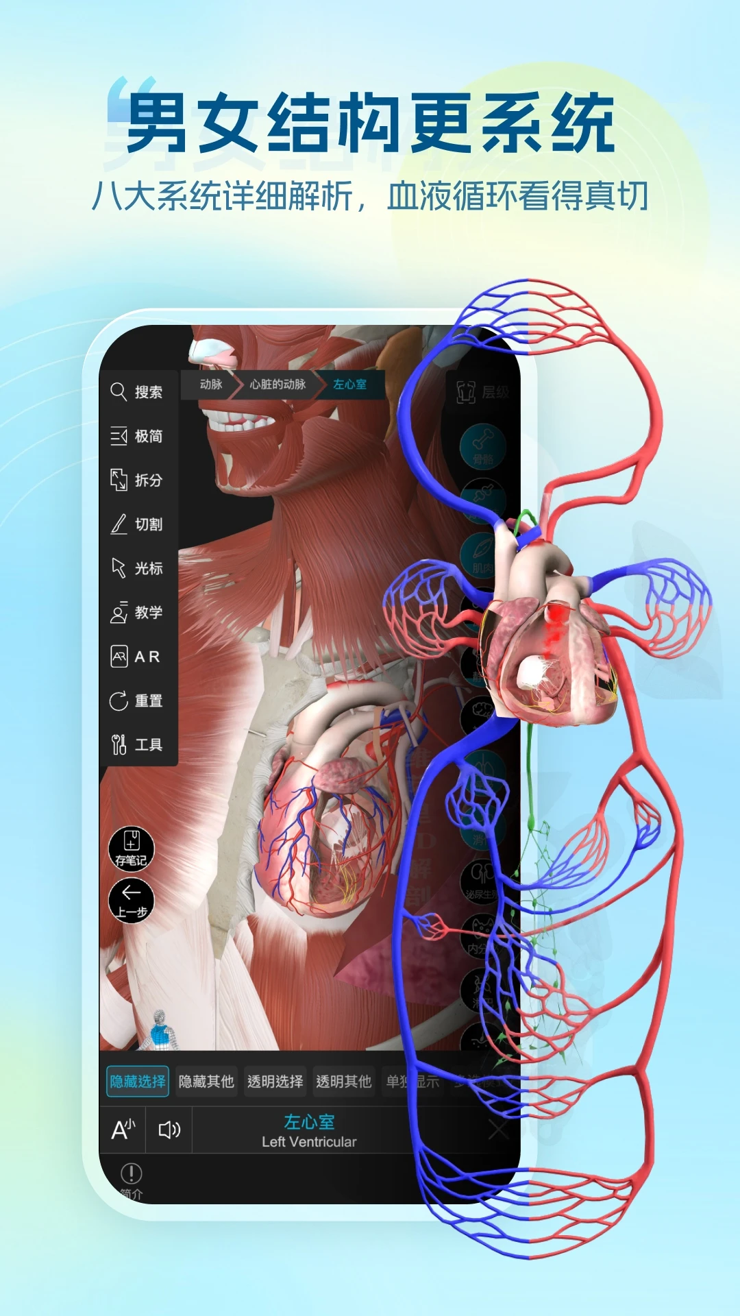 ά����3D����Vesal7.1.1 ��ά�������ѧϰ